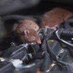 Cara Mencegah Tikus Bersarang di Motor