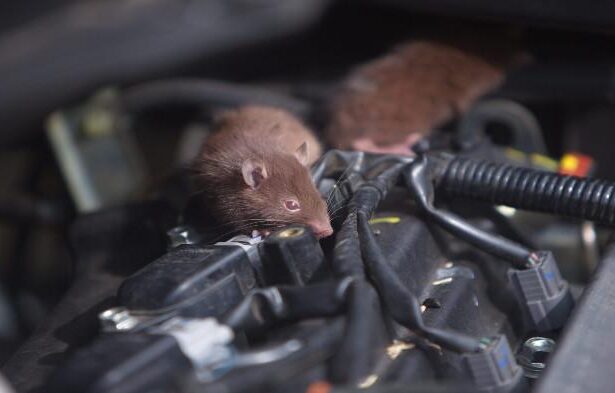 Cara Mencegah Tikus Bersarang di Motor
