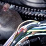 Cara Menyingkirkan Tikus Bersarang di Mobil
