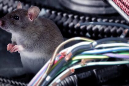 Cara Menyingkirkan Tikus Bersarang di Mobil