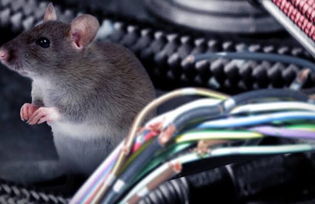 Cara Menyingkirkan Tikus Bersarang di Mobil