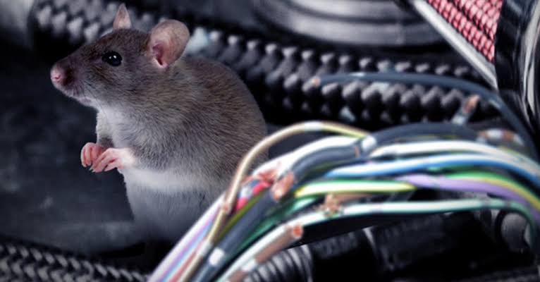 Cara Menyingkirkan Tikus Bersarang di Mobil
