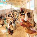 Bisnis Ternak Ayam