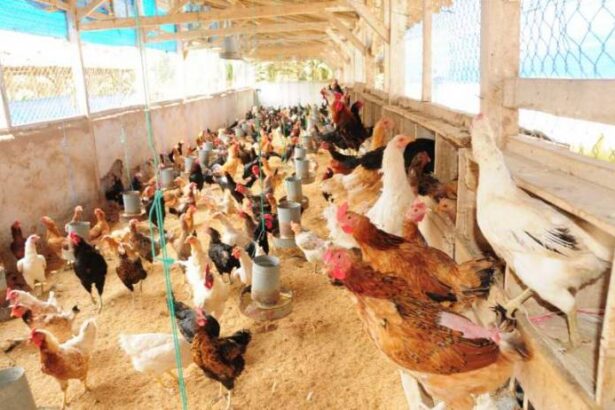Bisnis Ternak Ayam