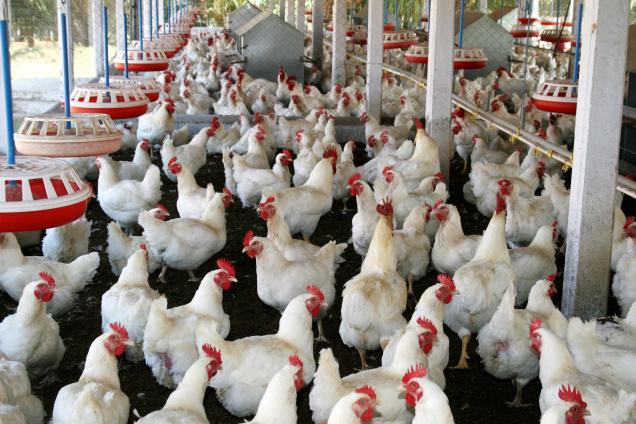 Bisnis Ternak Ayam